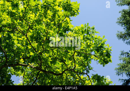 leuchtend grüne Birke Blätter glänzen in der Sonne am blauen Himmelshintergrund Stockfoto