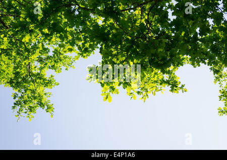 grüne Birke Blätter glänzen in der Sonne am blauen Himmelshintergrund Stockfoto