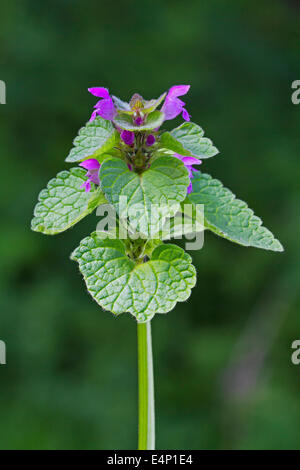 Rote Taubnessel / Taubnessel lila / lila Erzengel / Velikdenche (Lamium Purpureum) in Blüte im Frühjahr Stockfoto