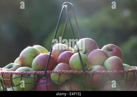 Ein Korb mit Äpfeln in der Abendsonne, Nahaufnahme Stockfoto