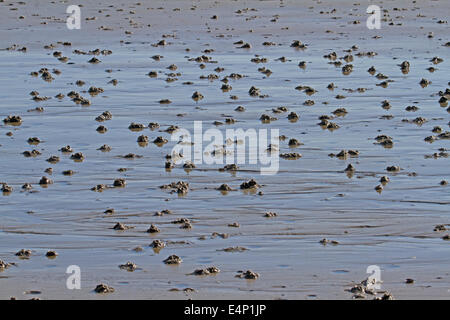 Europäische Wattwurm (Interpretation Marina) wirft Defaecated Sedimente am Strand bei Ebbe Stockfoto