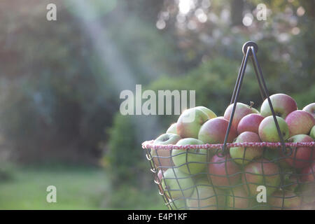 Einen Korb mit Äpfeln in der Abendsonne, beschnitten Stockfoto