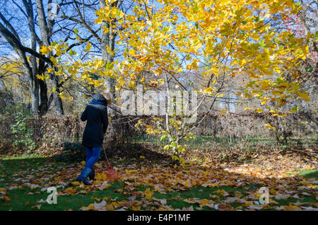 Gärtner Mädchen rake golden bunten Blätter unter kleinen Herbst Baum im Garten. Saisonalen Herbst im Freien arbeiten. Stockfoto