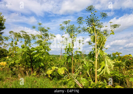 Heracleum Sosnowskyi ist eine blühende Pflanze enthalten das intensive giftige Allergen. Es ist für den Menschen gefährlich. Stockfoto