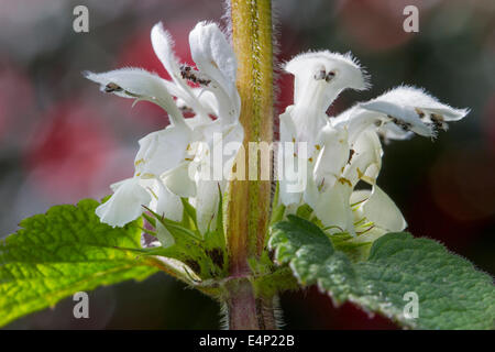 Weiße Taubnessel (Lamium Album) in Blüte Stockfoto