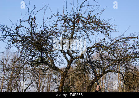 Rebschnitt Obst Apfelbaum mit Metall Benzin sah, Schneiden von Ästen im Frühjahr, saisonale Gartenarbeiten Stockfoto