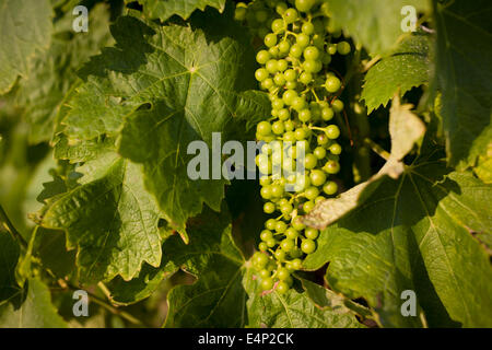 Junge Trauben wachsen auf Rebsorten für Weißweine in Langlade, Region Charente-Maritime, Frankreich. Stockfoto