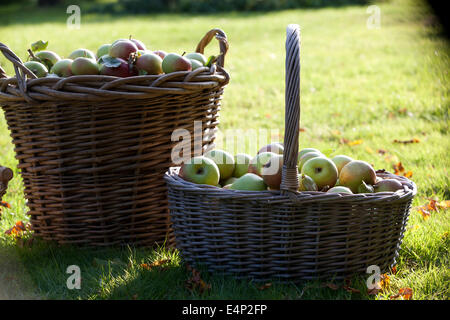 Körbe voller Äpfel Stockfoto