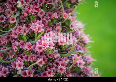 Tower Of Jewels rote Bugloss winzigen rosa Blüten Stockfoto