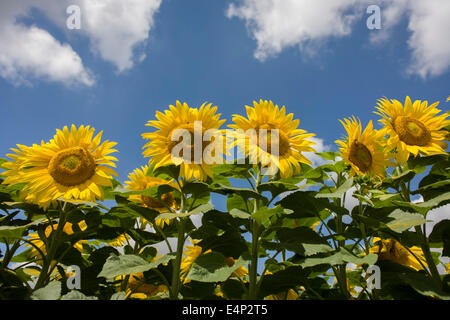 Sonnenblumen gedeihen auf dem Land in der Nähe von Malle, Indre-et-Loire Region, Frankreich. Sonnenblume Pflanzen sind Sonnenblumen Betriebe für ihre Samen angebaut. Raffiniertes Sonnenblumenöl ist essbar, Sonnenblumen haben 39 bis 49 % Öl in den Samen. Sonnenblumenkerne entfallen etwa 14 % der weltweiten Produktion von Samenölen (6,9 Millionen Tonnen 1985 / 86) und etwa 7 % der Ölkuchen und Mahlzeit aus Ölsaaten hergestellt. Sonnenblumenöl wird allgemein als ein Premium-Öl aufgrund seiner hellen Farbe, hohes Maß an ungesättigten Fettsäuren und Mangel an Linolensäure, milden Geschmack und Rauch Höhepunkte. Stockfoto