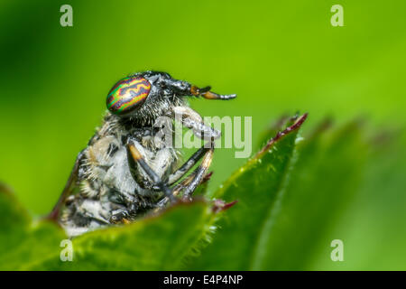 Porträt einer Pferdefliege Stockfoto