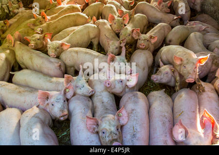 Junge Ferkel im Stall, Stockfoto