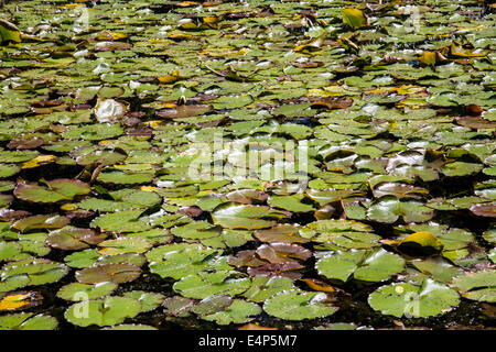 Seerosen auf einem Teich Stockfoto