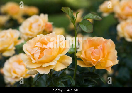 Rosa Easy Going 'Harflow'. Stockfoto