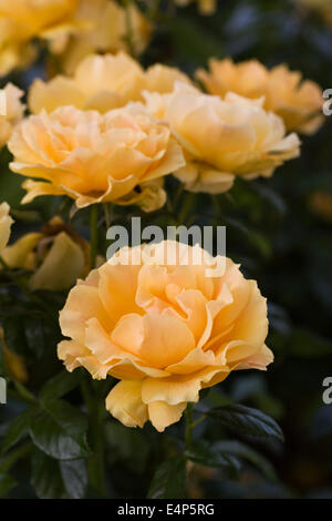 Rosa Easy Going 'Harflow'. Stockfoto