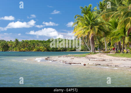 Strand Playa de Las Estrellas hat Palmen und Seesterne im klaren Wasser. Isla Colon Bocas del Toro Panama Stockfoto