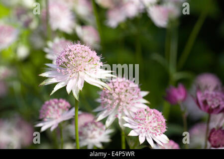 Astrantia große. Meisterwurz Blumen. Stockfoto