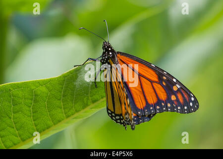 Monarch-Schmetterling festhalten an einem Wolfsmilch Blatt. Stockfoto