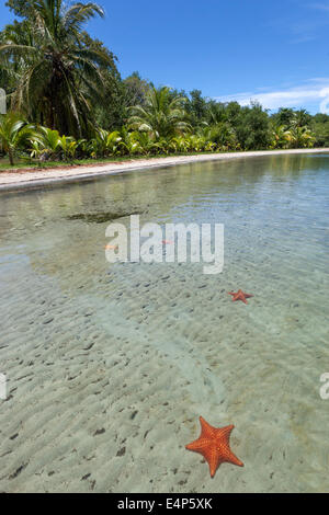 Strand Playa de Las Estrellas hat Palmen und Seesterne im klaren Wasser. Isla Colon Bocas del Toro Panama Stockfoto