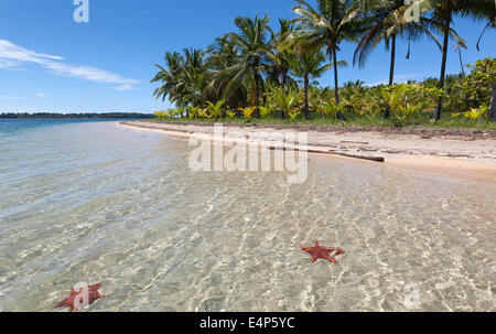 Strand Playa de Las Estrellas hat Palmen und Seesterne im klaren Wasser. Isla Colon Bocas del Toro Panama Stockfoto