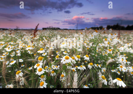 Kamille in einem Maisfeld in der Abenddämmerung Stockfoto