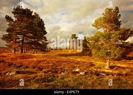 Carrbridge Moor, Schottland im Herbst/Herbst. Stockfoto
