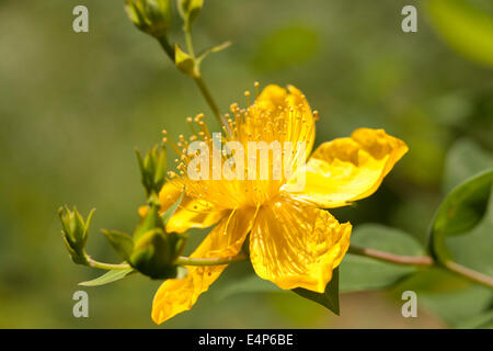 Gelbe Blüte der Rose - von - Sharon strauch Pflanze (Hypericum calycinum), des aka Aaron Bart, Johanniskraut und Jeruselem Stern. - USA Stockfoto