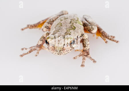 Östliche graue Laubfrosch, Hyla versicolor, ursprünglich im Osten der USA und südöstlichen Kanada; Ausschnitt auf weißem Hintergrund Stockfoto