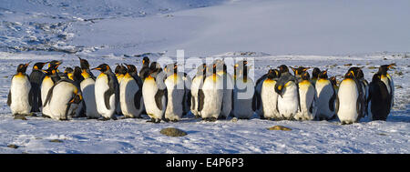 Koenigspinguine - Suedgeorgien - Antarktis Stockfoto