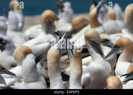 Zwei Tölpel überschreiten ihre Schnäbel Stockfoto