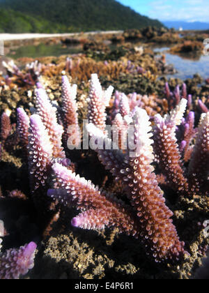 Die am stärksten exponierten Tipps von lila Acroporid Korallen beginnen, durch Bleichen wiederholt Ebbe auftauchen über mehrere Tage Stockfoto