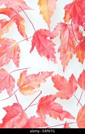 Red autumn leaves, backlit, studio still life on white background Stockfoto