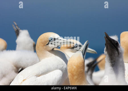 Basstölpel auf dem Nest sitzen Stockfoto