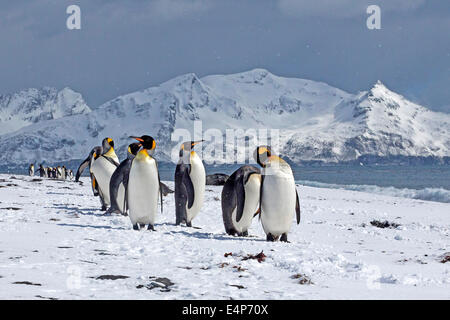 Koenigspinguine - Suedgeorgien - Antarktis Stockfoto