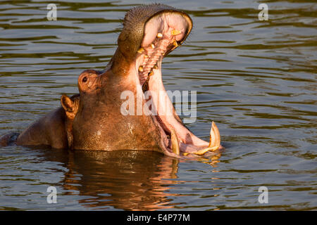 Flusspferd Stockfoto