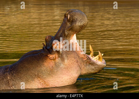 Flusspferd Stockfoto