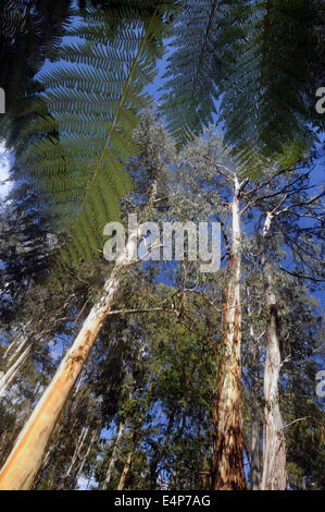 Durchsicht Baumfarn Wedel an der Eberesche Forest, Snowy Mountains, Kosciuszko-Nationalpark, New South Wales, Australien Stockfoto