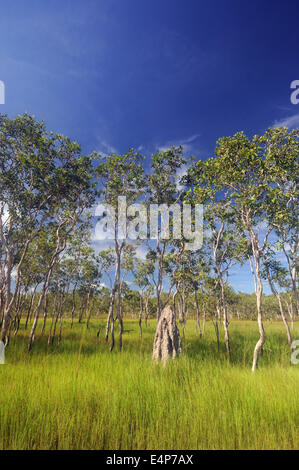 Üppige Regenzeit Gräsern umgeben Termitenhügel im Kakadu-Nationalpark, Northern Territory, Australien Stockfoto