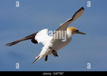 Gannet kurz vor dem Touch down Stockfoto