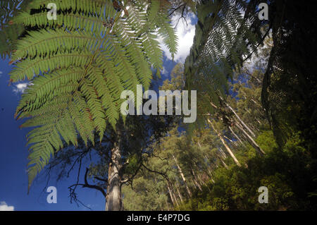 Durchsicht Baumfarn Wedel an der Eberesche Forest, Snowy Mountains, Kosciuszko-Nationalpark, New South Wales, Australien Stockfoto