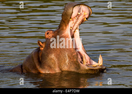 Flusspferd drohend Stockfoto