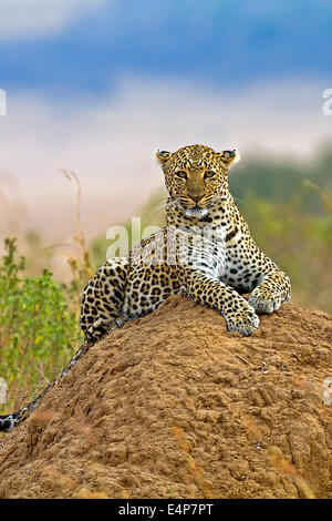 Leopard Liegt Auf Einem Termitenhügel Und Beobachtet Die Umgebung Stockfoto