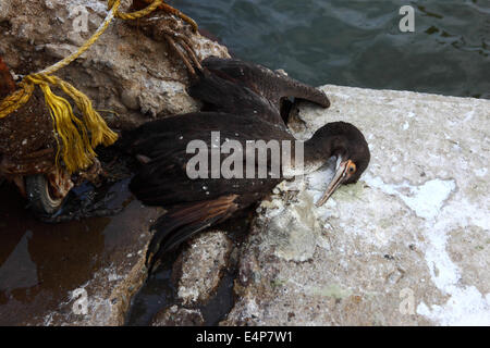 Tot Guanay Kormoran (Phalacrocorax Bougainvillii) im Hafen von Arica, Chile Stockfoto