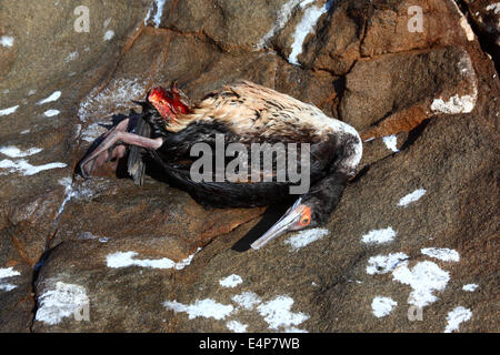 Tot Guanay Kormoran (Phalacrocorax Bougainvillii) auf den Felsen in der Nähe von Arica, Chile Stockfoto