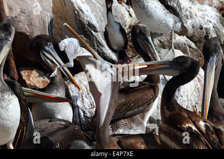Jungen peruanischen Pelikan (Pelecanus Thagus) mit einem Schnabel Beutel voller Plastik Beutel, Arica, Chile Stockfoto
