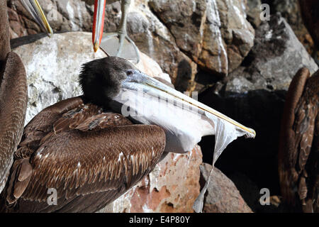 Jungen peruanischen Pelikan (Pelecanus Thagus) mit einem Schnabel Beutel voller Plastik Beutel, Arica, Chile Stockfoto