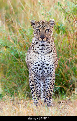 Leopard Stockfoto