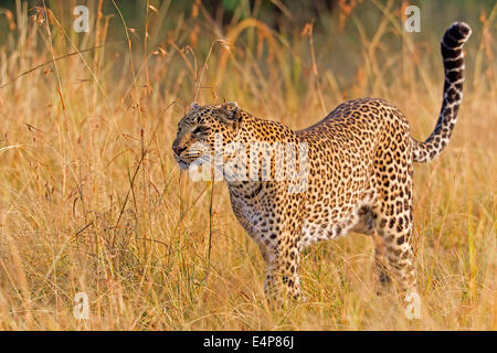 Leopard Stockfoto