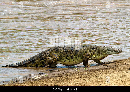 Nilkrokodil Stockfoto