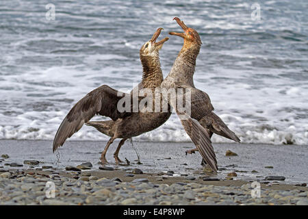 Südlicher Riesensturmvogel Stockfoto